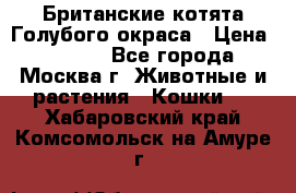 Британские котята Голубого окраса › Цена ­ 8 000 - Все города, Москва г. Животные и растения » Кошки   . Хабаровский край,Комсомольск-на-Амуре г.